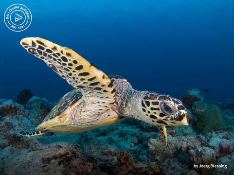 蓝梦岛巴厘潜水学院-蓝梦岛必去景点