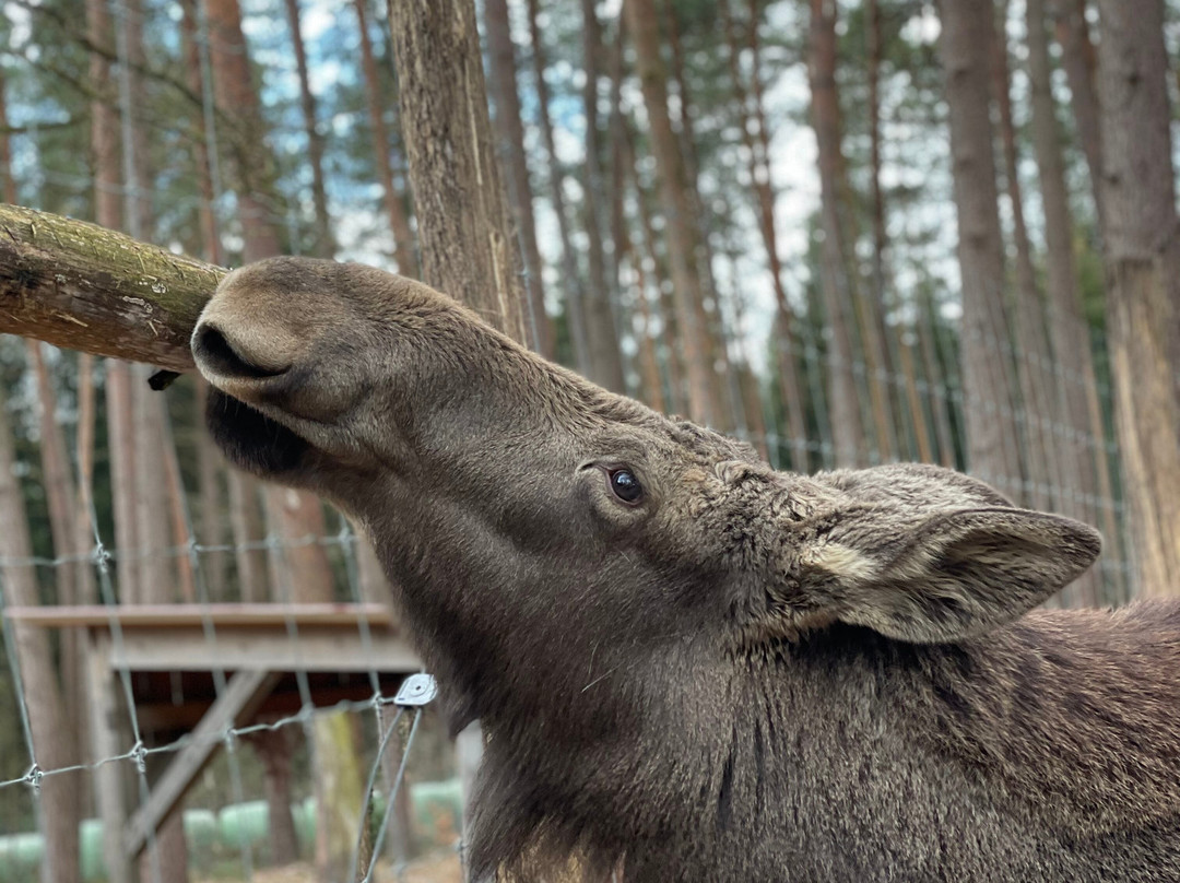 Wildpark Muden景点图片