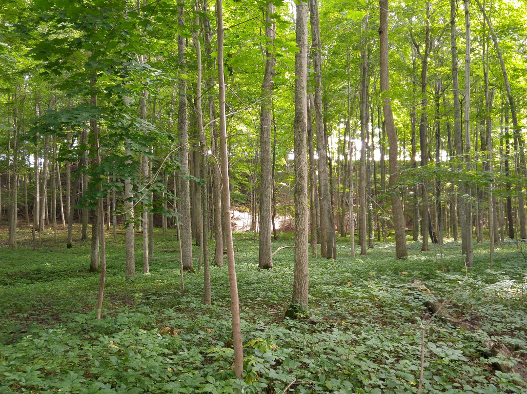 Komoka旅游景点-Kains Woods