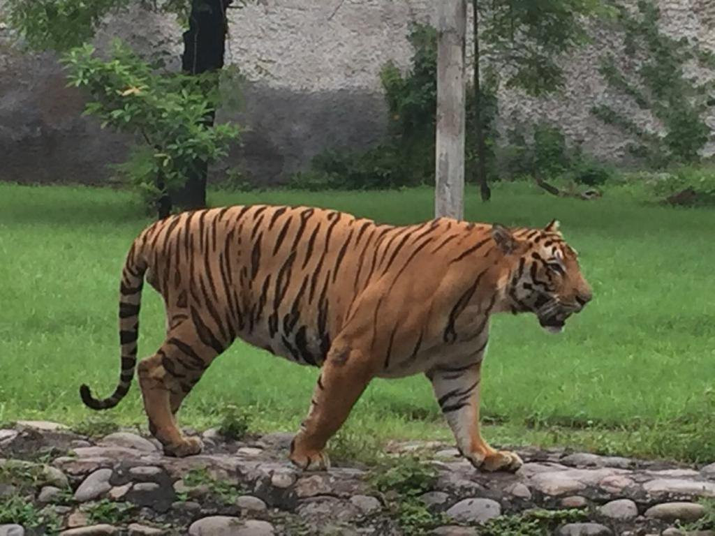 Mahendra Chaudhary Zoological Park / Chhat Bir Zoo景点图片