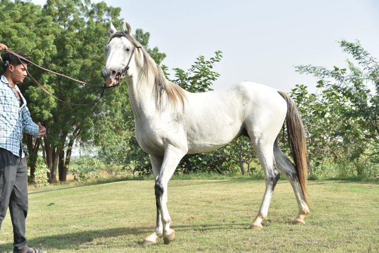 National Research Centre on Equines, Bikaner Campus景点图片