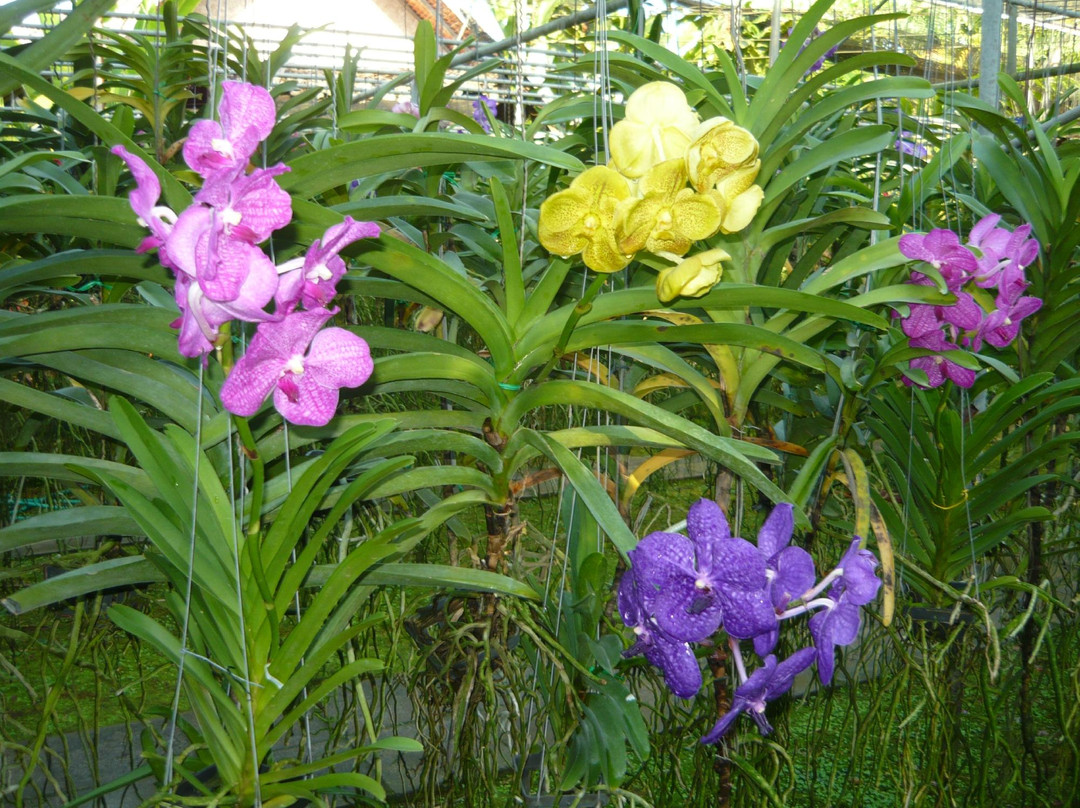 Ban Mae Nai旅游景点-兰花和蝴蝶园