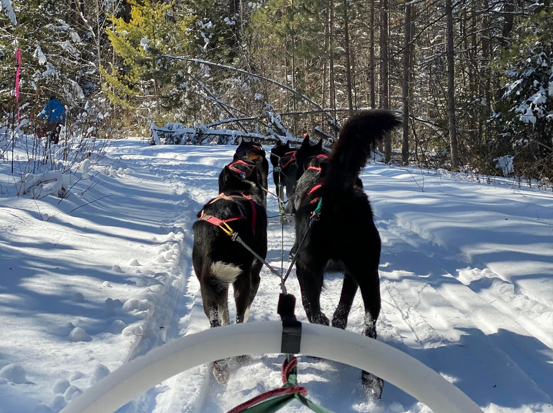 White Wilderness Sled Dog Adventures-伊利必去景点