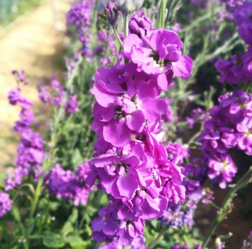 Northern Blossom Flower Farm-Atok必去景点