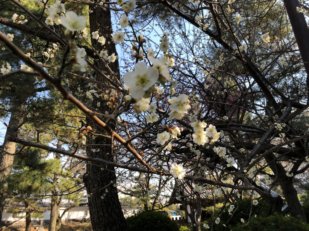 Oshi Castle-行田市必去景点