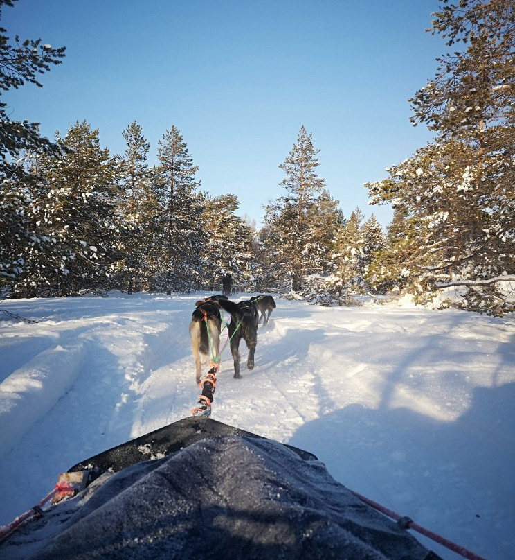 Nordic Lapland Husky Tours景点图片