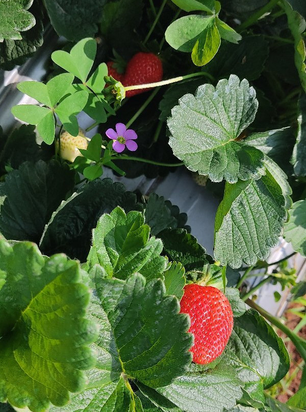 Muskan Organic Strawberry Garden-马哈巴勒什瓦必去景点