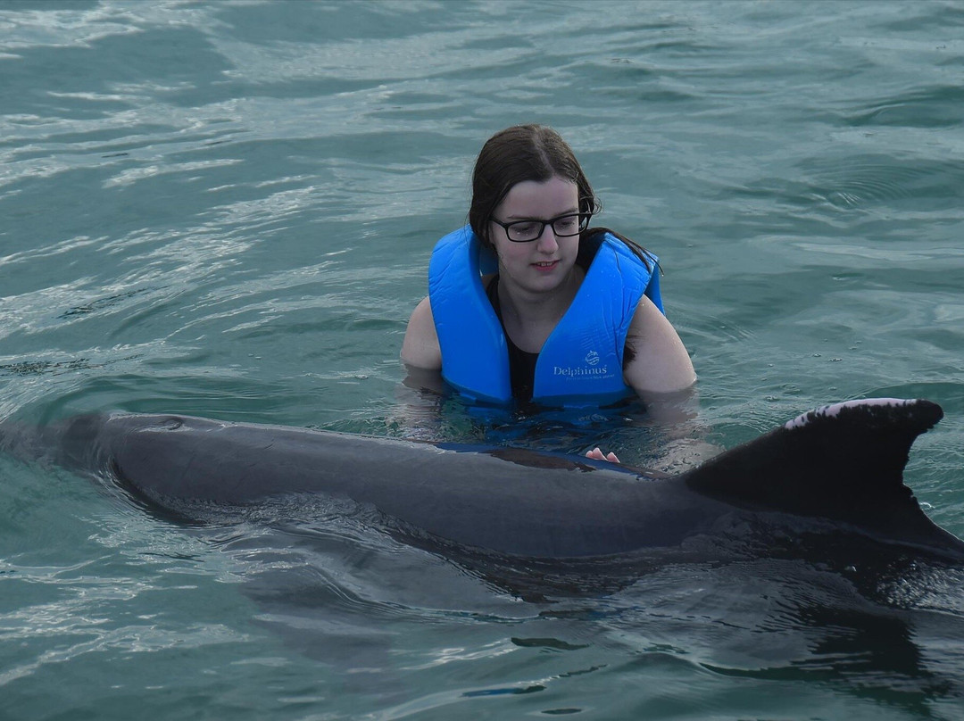 Delphinus Puerto Morelos-从莫雷洛斯港必去景点