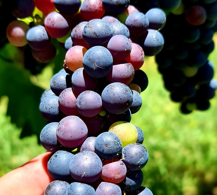 First Ridge Wines-马奇必去景点