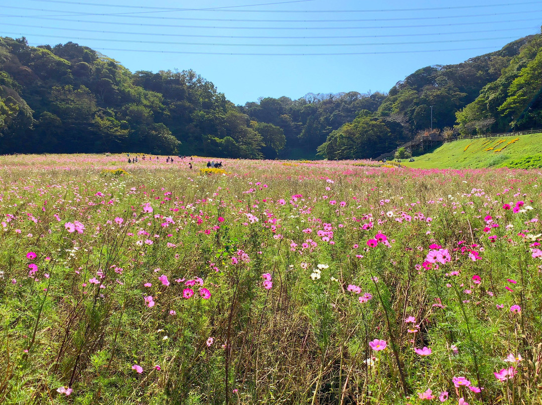 Kurihama Flower Park景点图片