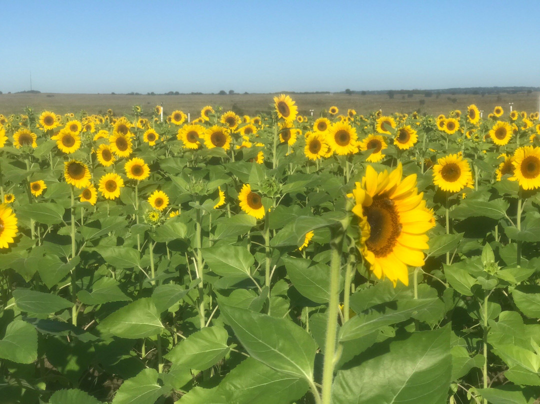 Southern Hill Farms-Clermont必去景点