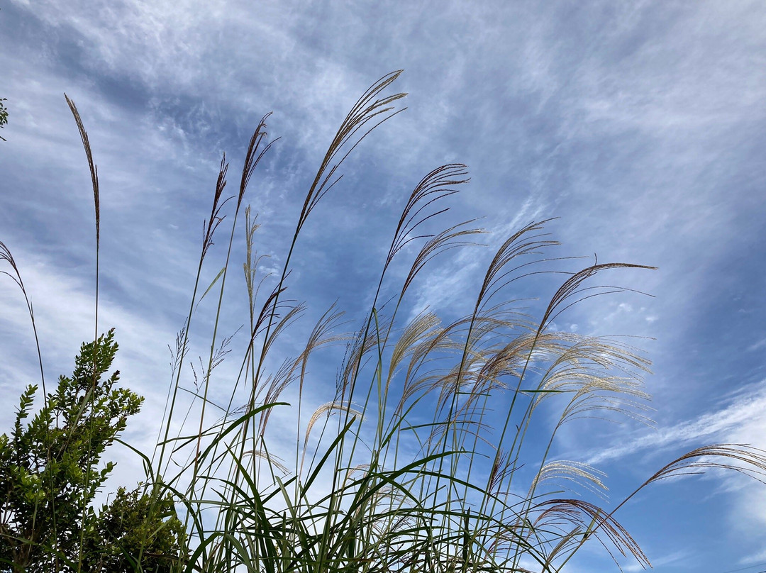 Ageo Maruyama Park-上尾市必去景点