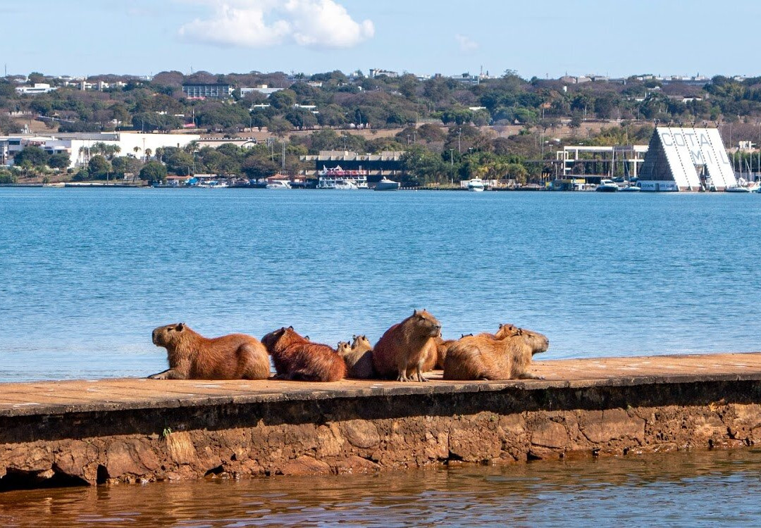 Parque Ecologico Peninsula Sul-巴西利亚必去景点
