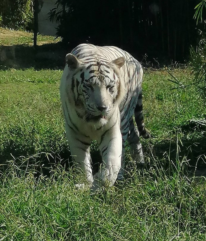 Zoo da Maia景点图片
