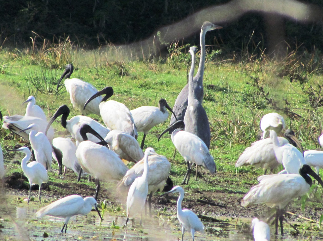 Udayamarthandapuram Bird Sanctuary景点图片