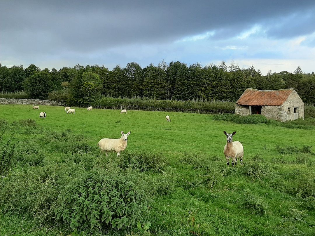 Low Gingerfield Farm B&B主图