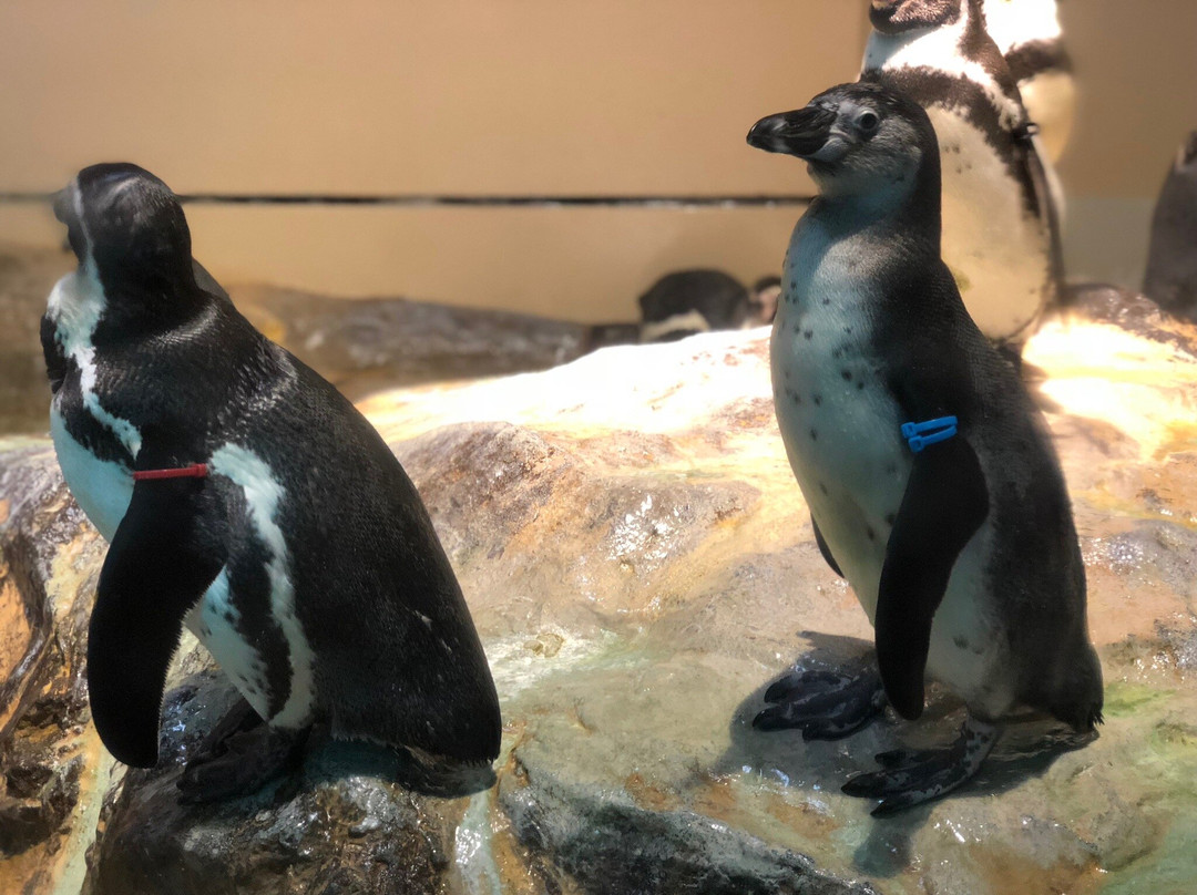Miyajima Public Aquarium-廿日市市必去景点