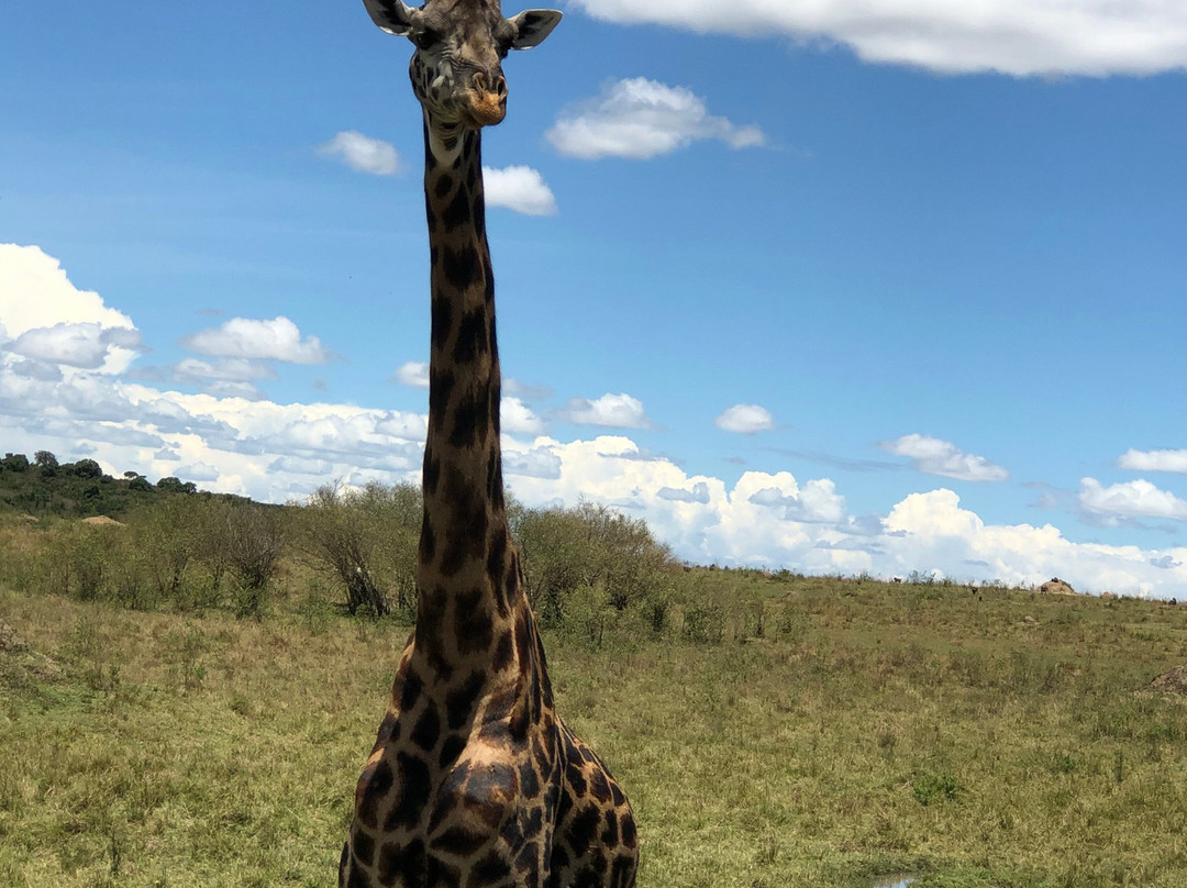 Oloip Safaris-内罗毕必去景点