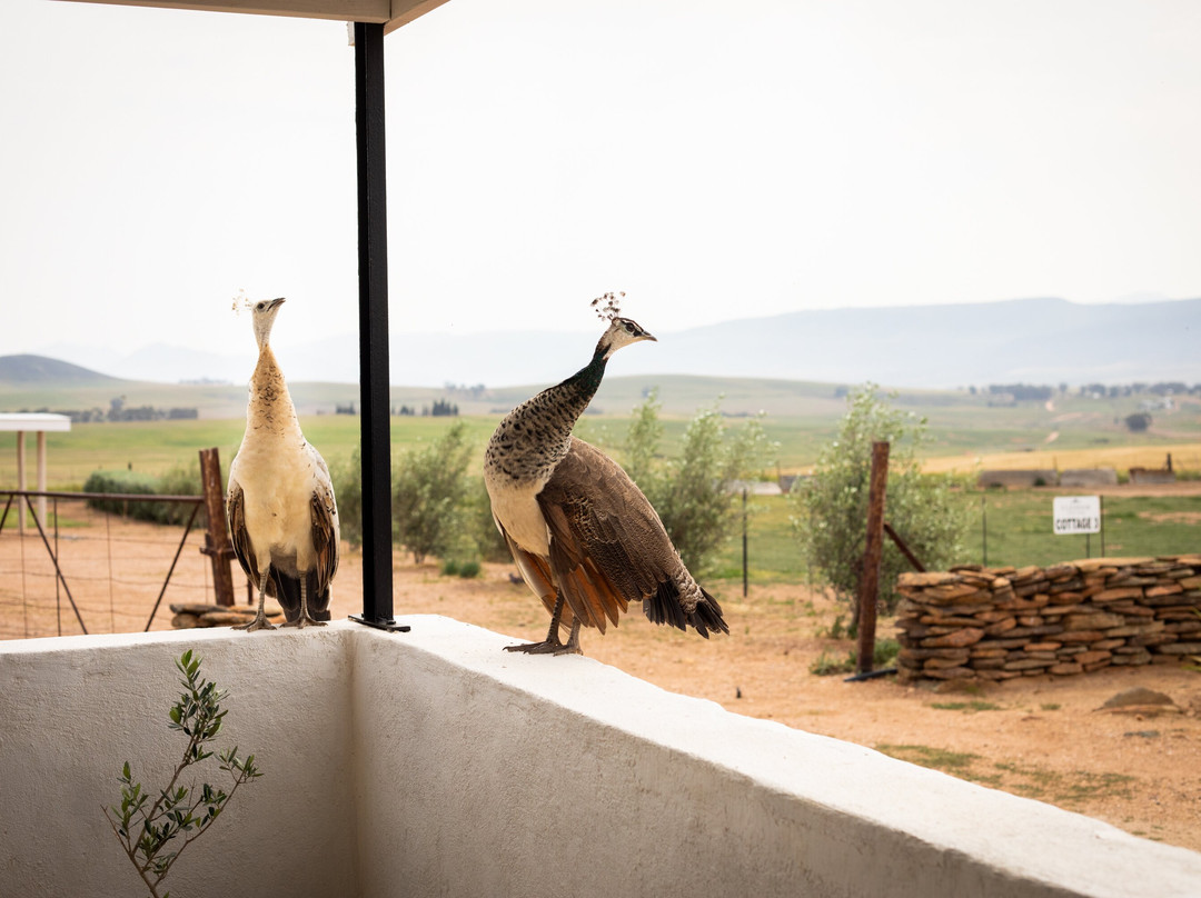 Vleidam Guest Farm主图