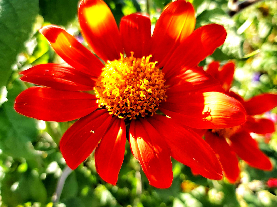 Botanischer Garten (Botanical Garden of the University of Vienna)-维也纳必去景点