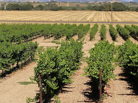 Kalyra Winery-圣伊内斯必去景点