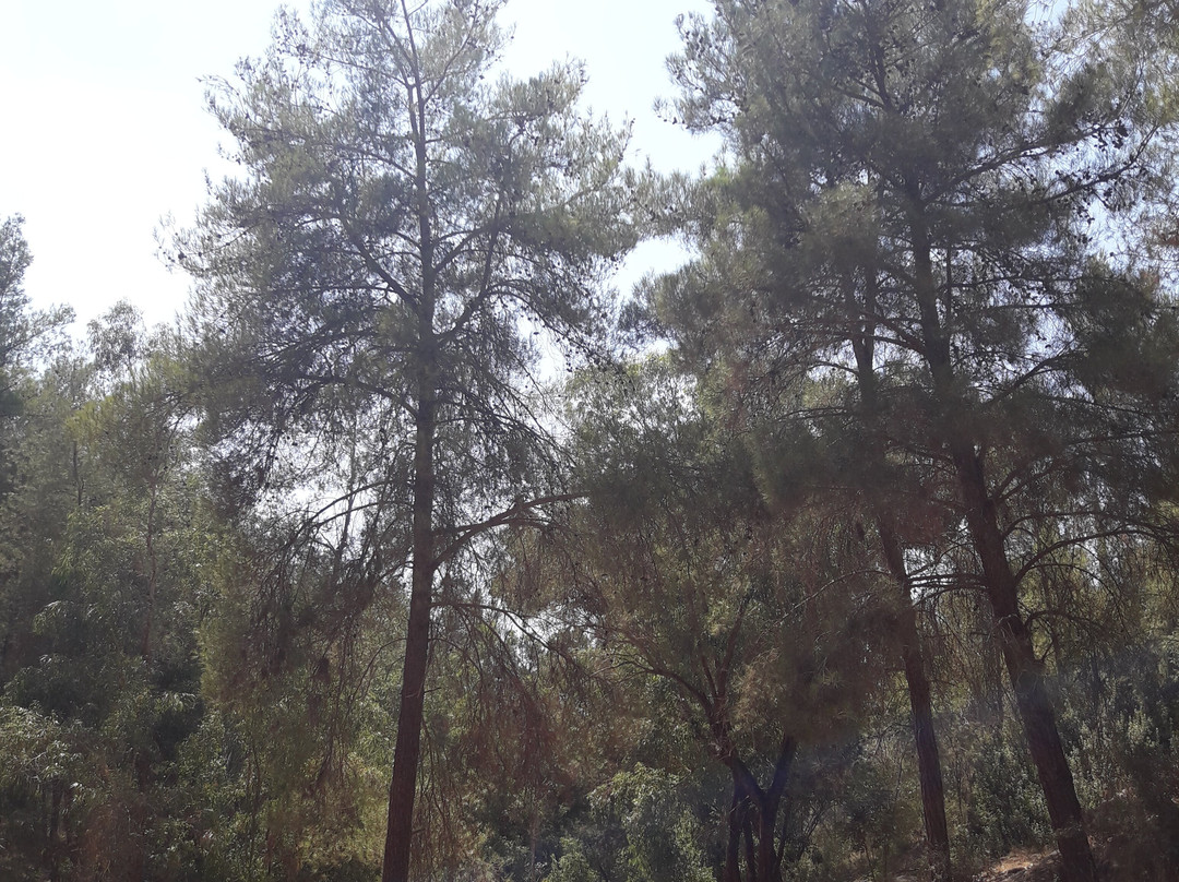 Ben Shemen Forest-Modiin必去景点