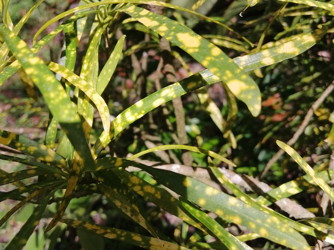 Ecotours Jardin Creole-Le Marin必去景点