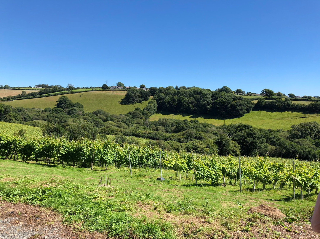 Looe Valley Vineyard景点图片