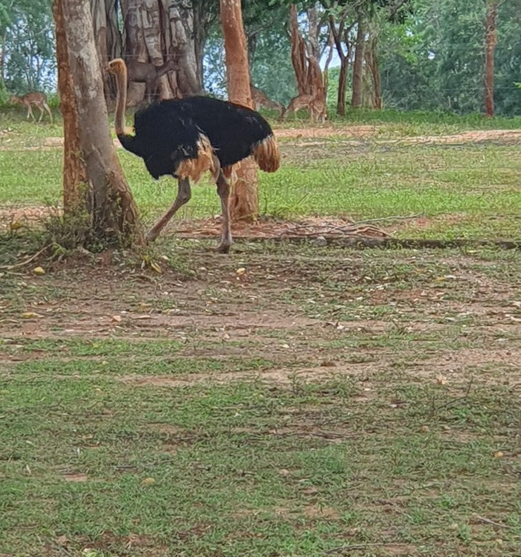 Ridiyagama Safari Park景点图片