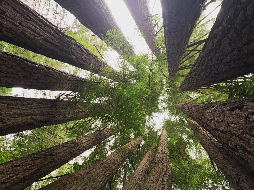 Gualala River Redwood Park景点图片