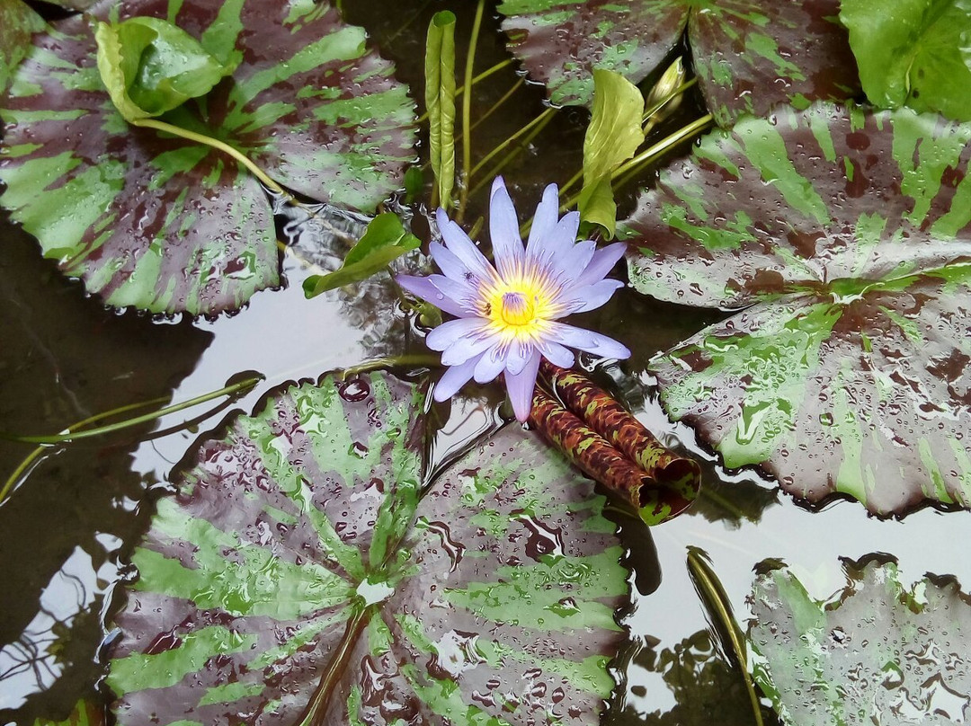 Ahasya Spa-美蕊沙必去景点