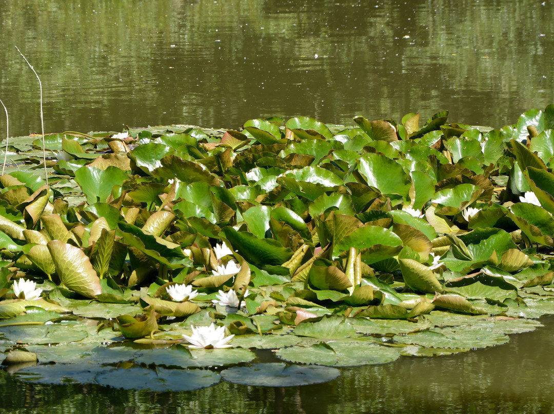 Gobions Wood Nature Reserve