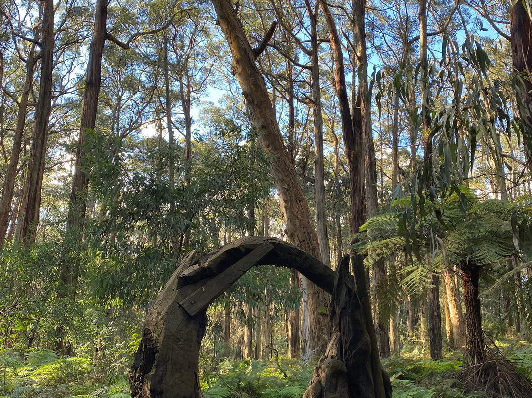 Toolangi Sculpture Trail景点图片