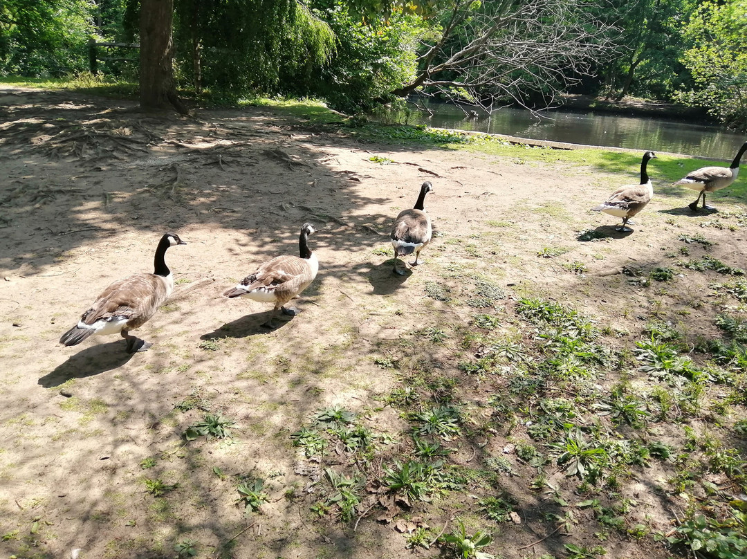Bradbourne Lake Park景点图片
