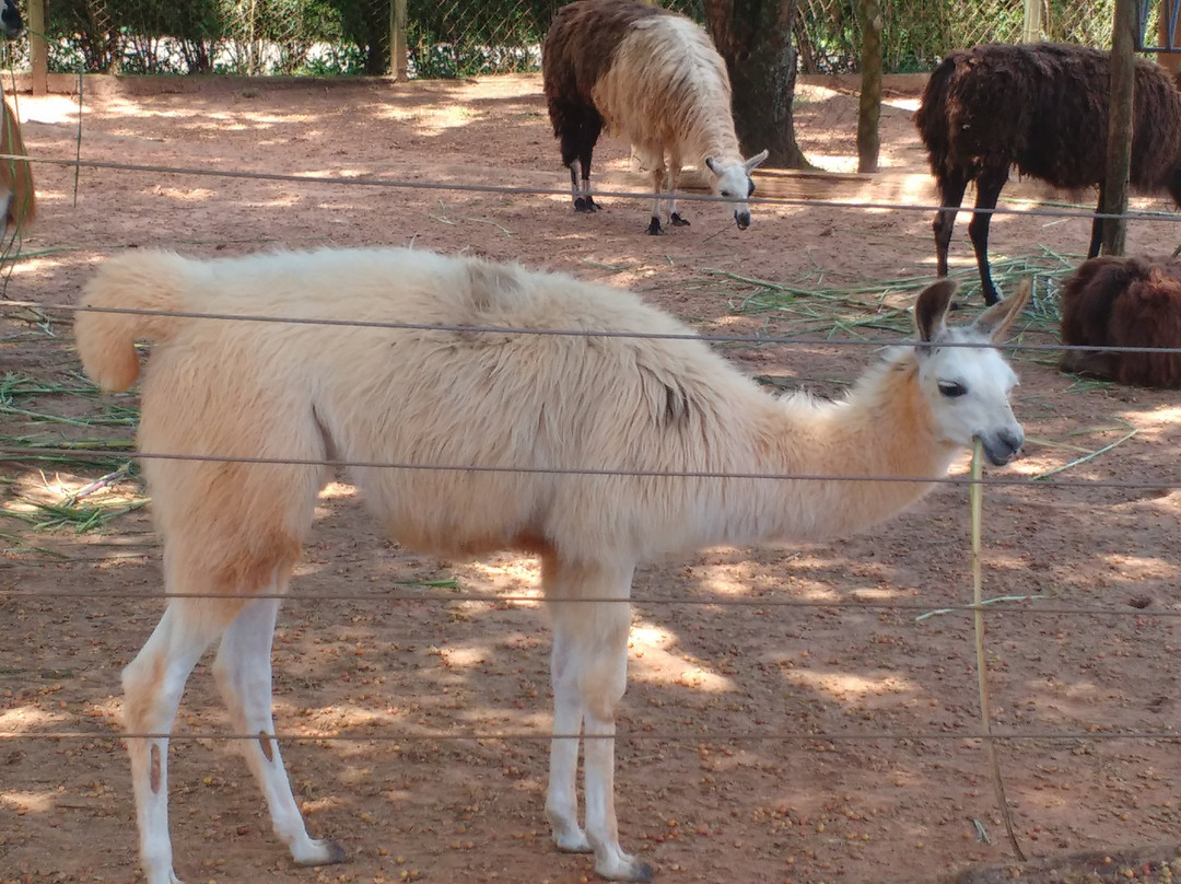 Parque Zoologico Municipal de Bauru景点图片