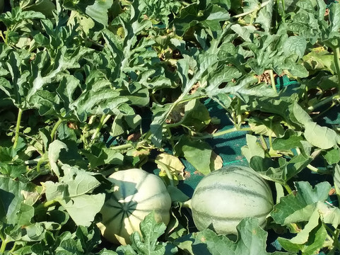 Domaine Dms Debah-Crespinet必去景点