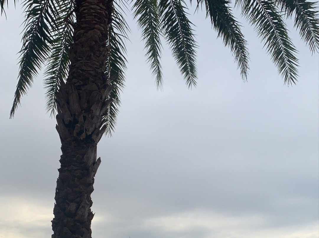 Tarpon Point Marina-开普科勒尔必去景点