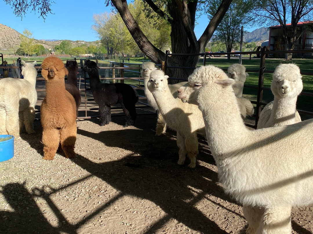 Sopris Alpaca Farm & Boutique-Silt必去景点