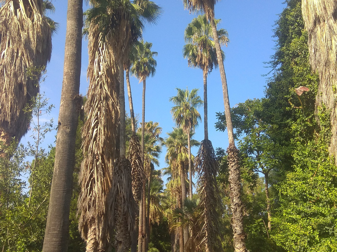 Orto Botanico di Palermo-巴勒莫必去景点