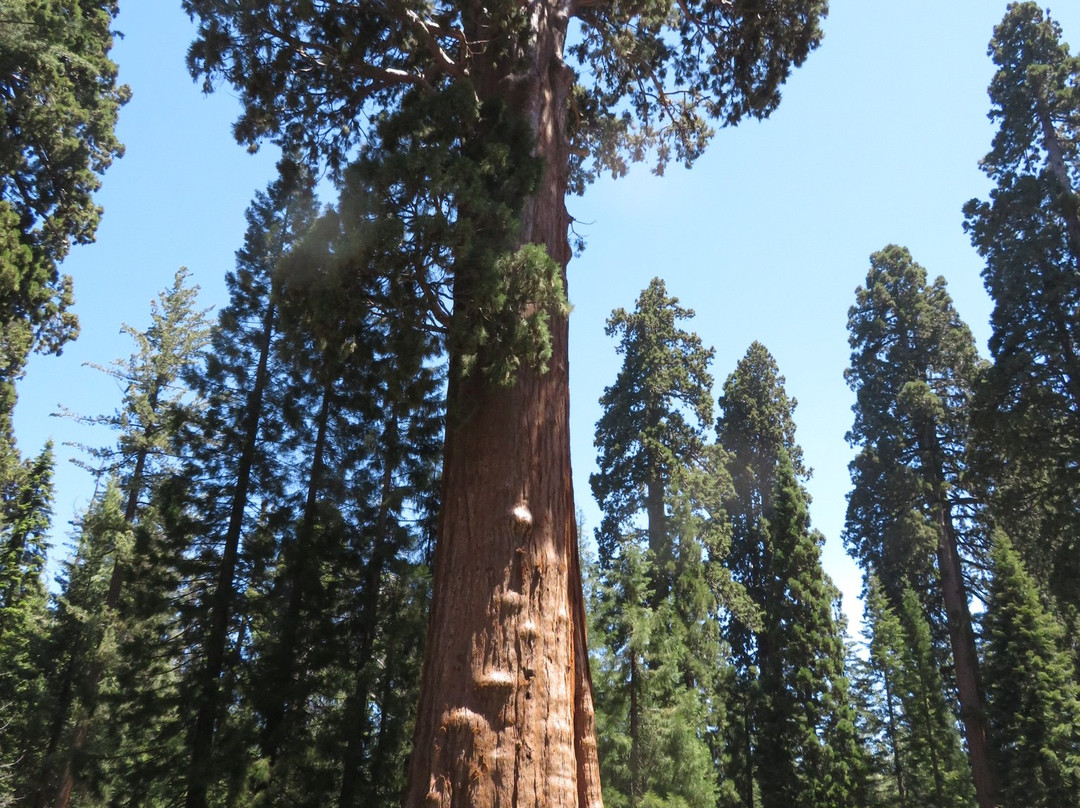 Big Trees Trail-红杉&国王峡谷国家公园必去景点