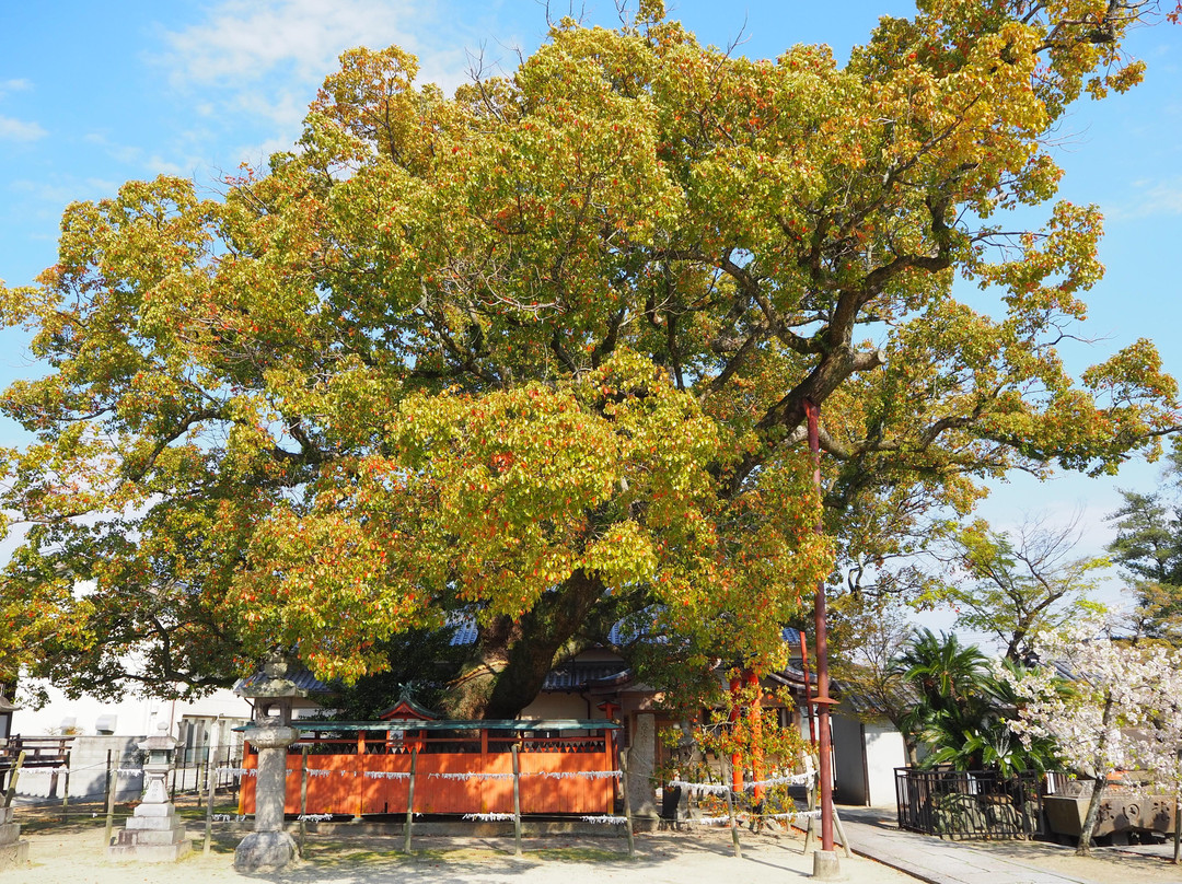 Tatsuta Shrine景点图片