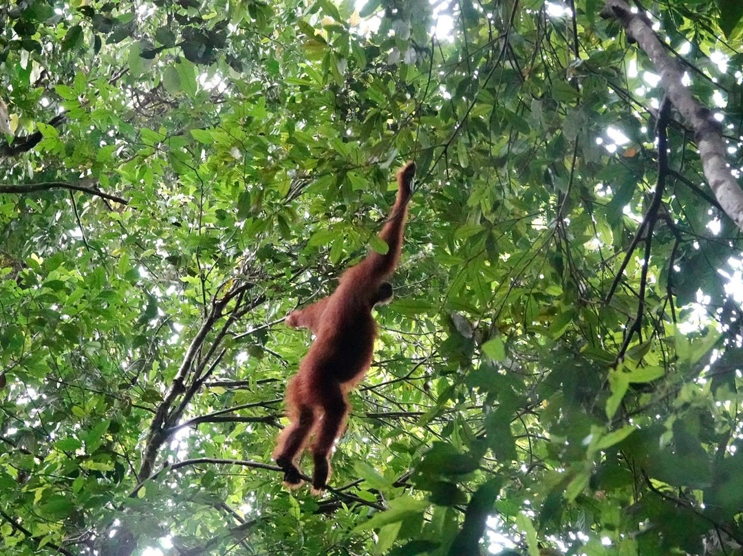 Expedition Jungle-武吉拉旺必去景点