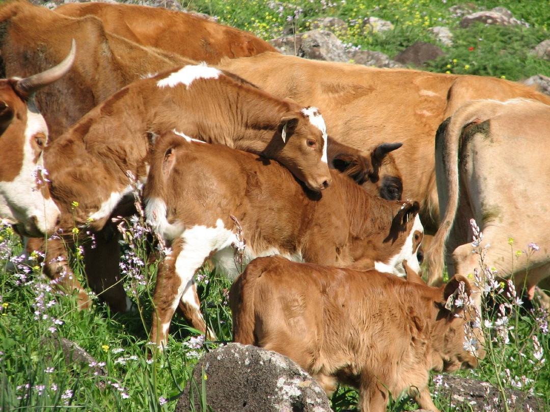 Gamla Farm-Ma'ale Gamla必去景点