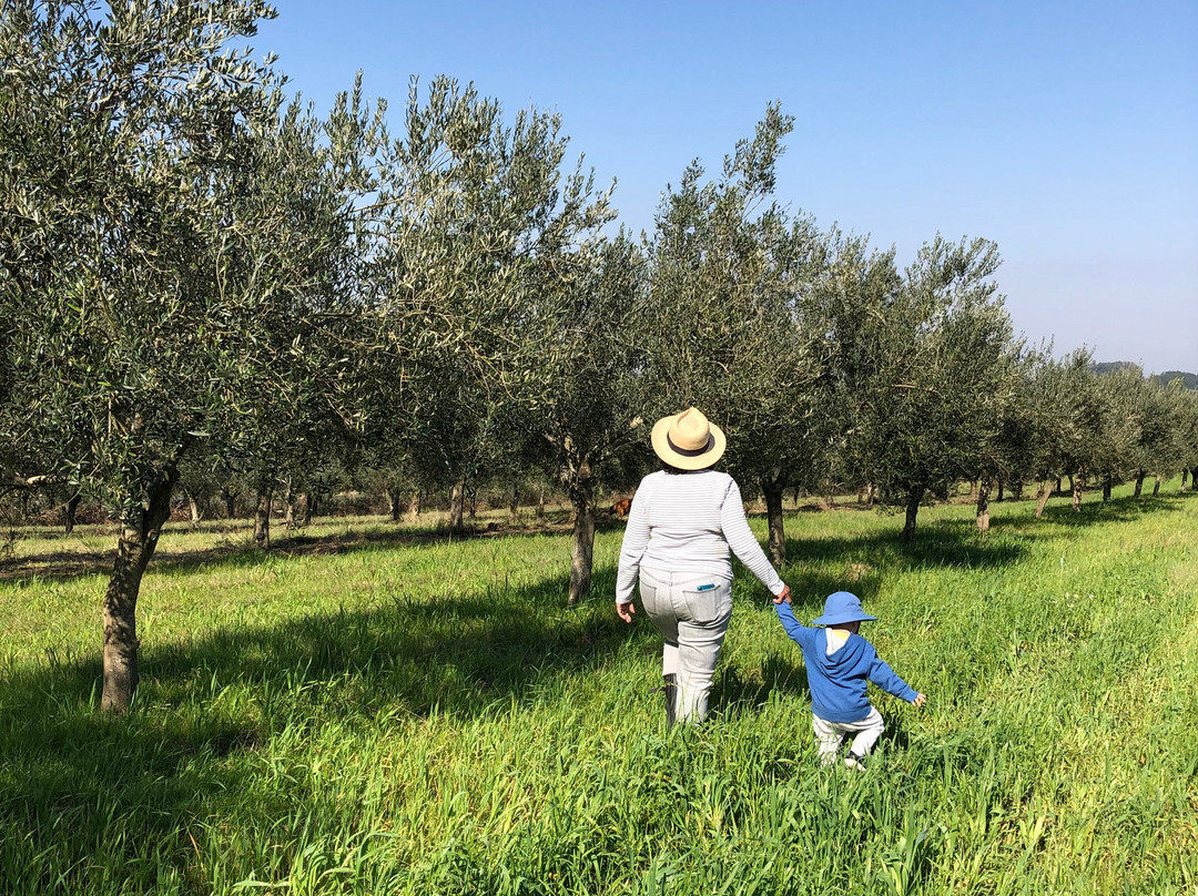 Azeites Ouro de Sant'Ana-Santana do Livramento必去景点