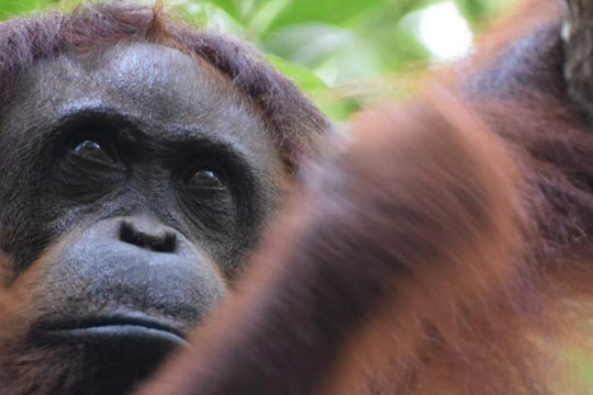 SM Adventure Indonesia-Pangkalan Bun必去景点