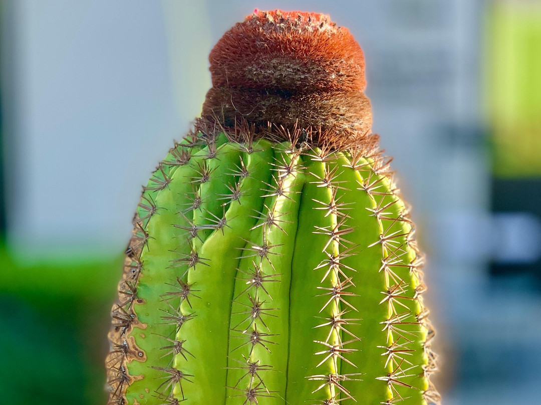 N&G Providenciales Island Tours-普罗维登西亚莱斯必去景点