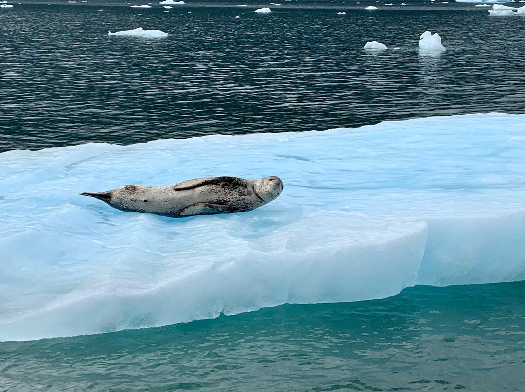 Parque Nacional Laguna San Rafael-Puerto Rio Tranquilo必去景点
