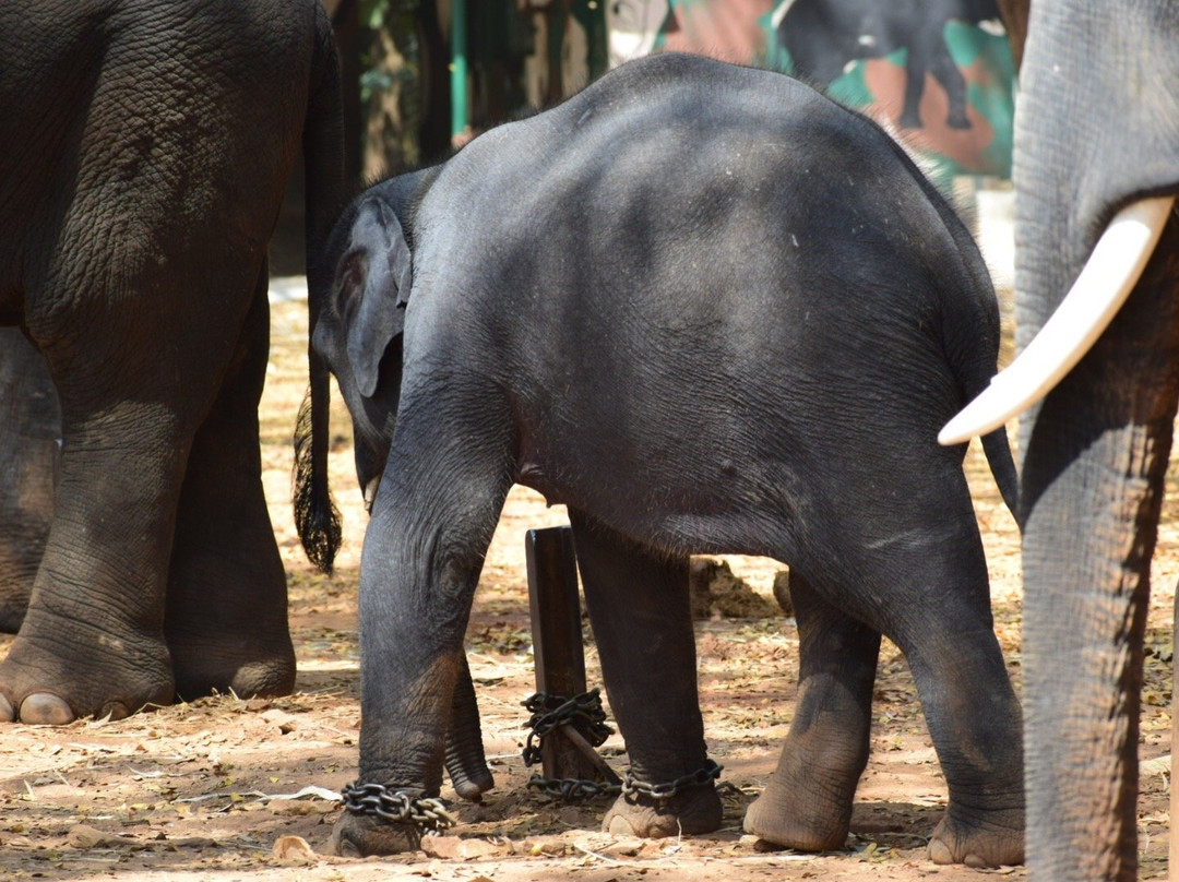 Sakrebailu Elephant Camp景点图片