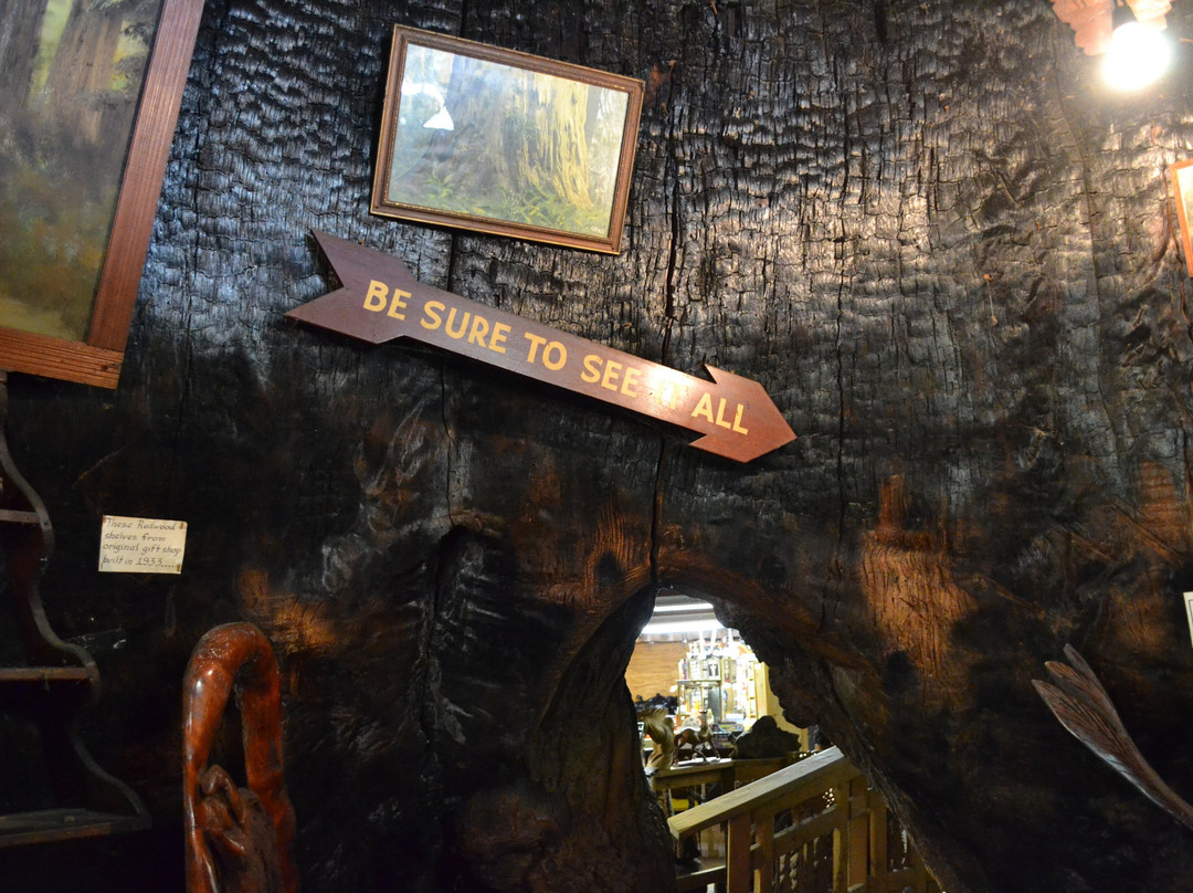 World Famous Tree House景点图片