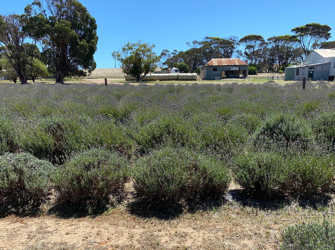 Emu Bay Lavender景点图片